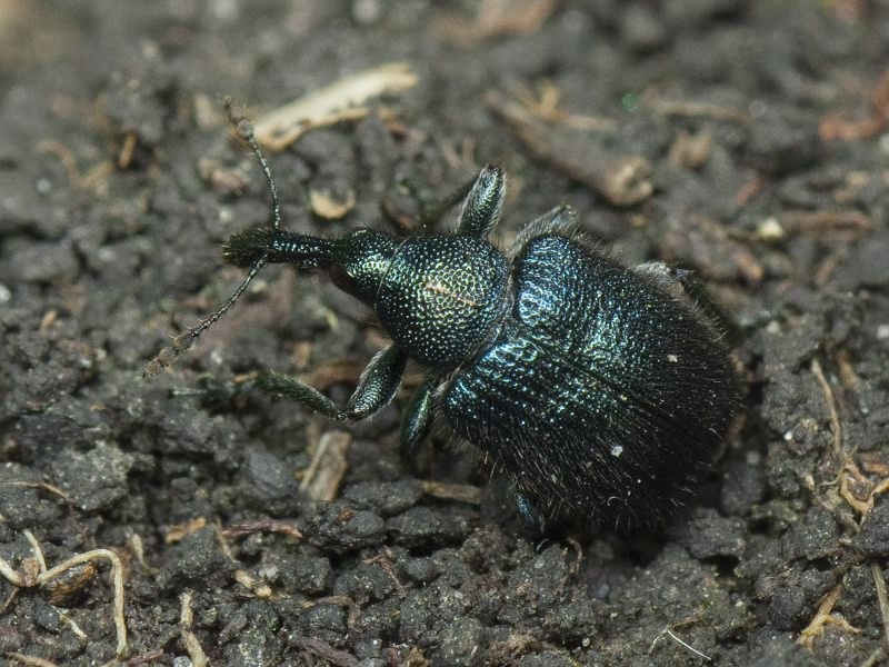 Haplorhynchites pubescens (Fabricius, 1775)